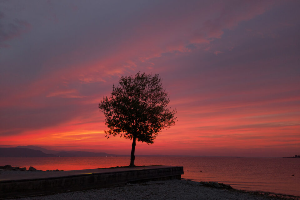 Albero solitario su una riva davanti a un lago, con cielo nuvoloso tinto di rosso e arancio al tramonto.