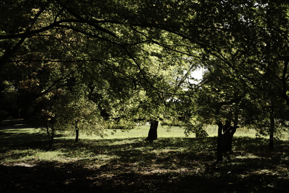Area alberata con diversi alberi, un prato illuminato dal sole e terreno ombreggiato in primo piano.