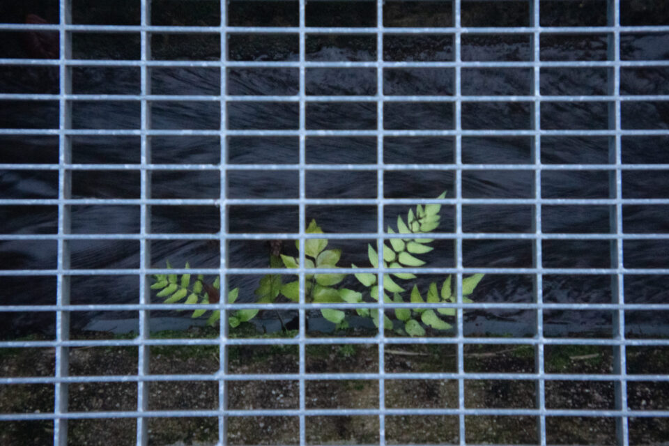Pianta verde con foglie visibile dietro una griglia metallica a maglie quadrate, su sfondo scuro.