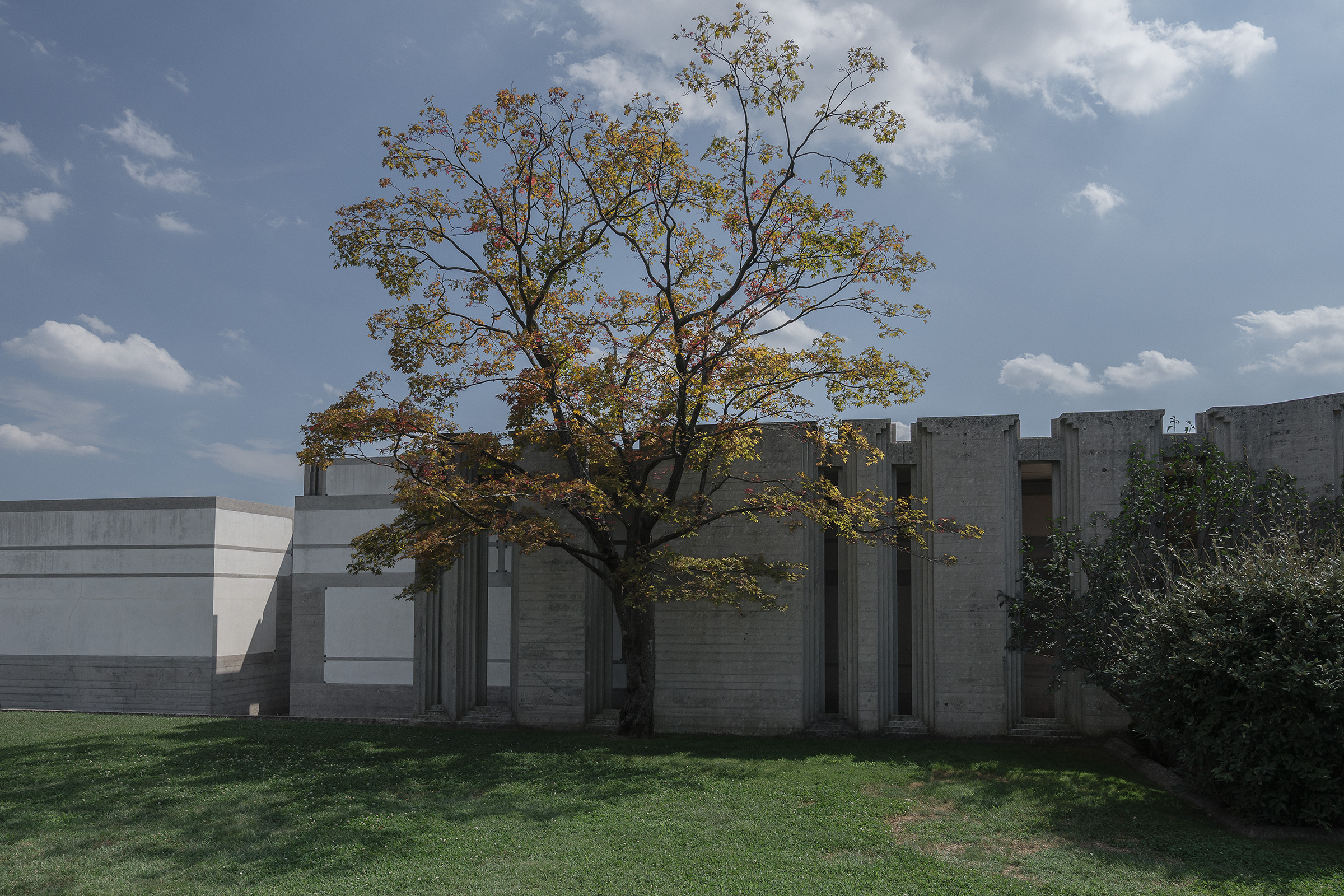 Un albero con foglie verdi e gialle davanti a un edificio moderno in cemento grigio, su un prato verde e sotto un cielo azzurro con nuvole.