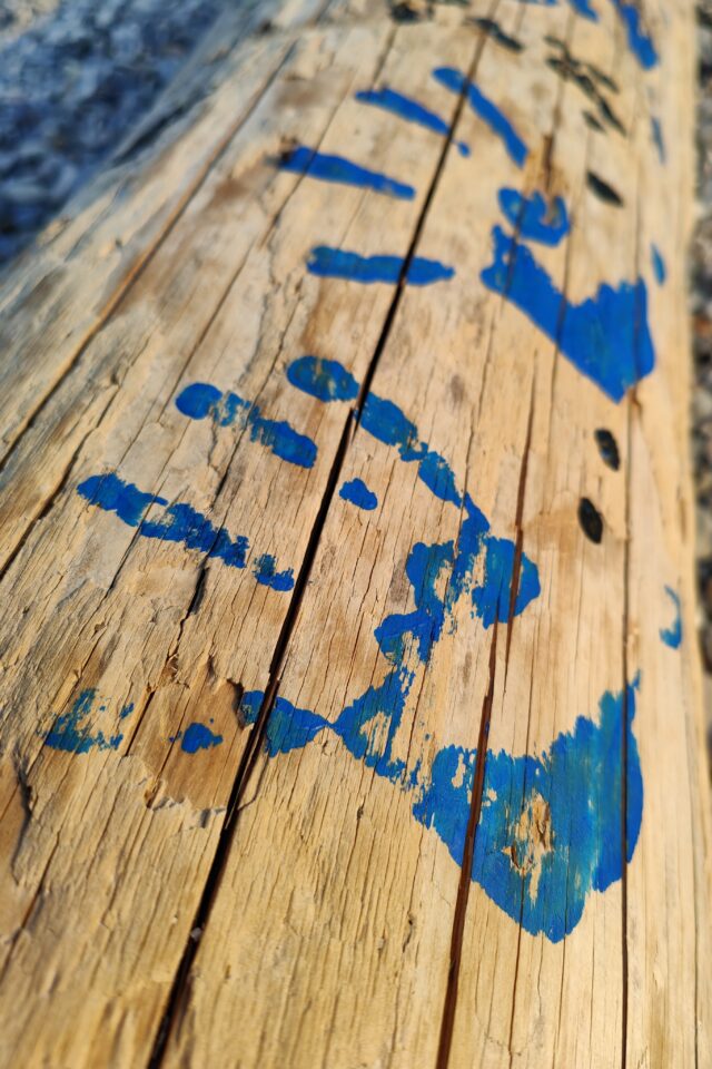 Superficie di legno con venature, crepe e ampie macchie irregolari di vernice blu.