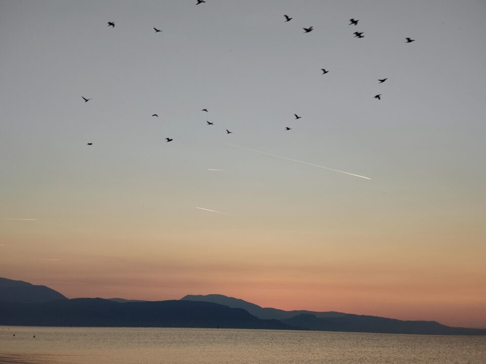 Uccelli in volo sopra una distesa d’acqua, con una catena montuosa in silhouette e cielo dai toni del tramonto.