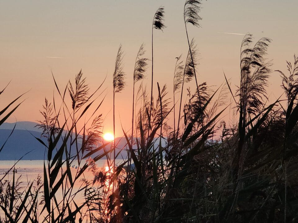 Canna palustre in primo piano davanti a un mare calmo, con il sole al tramonto e montagne all’orizzonte.