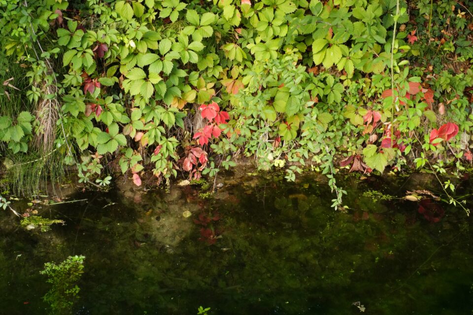Vegetazione rigogliosa con foglie verdi e rosse riflessa sulla superficie scura e immobile di uno specchio d’acqua.