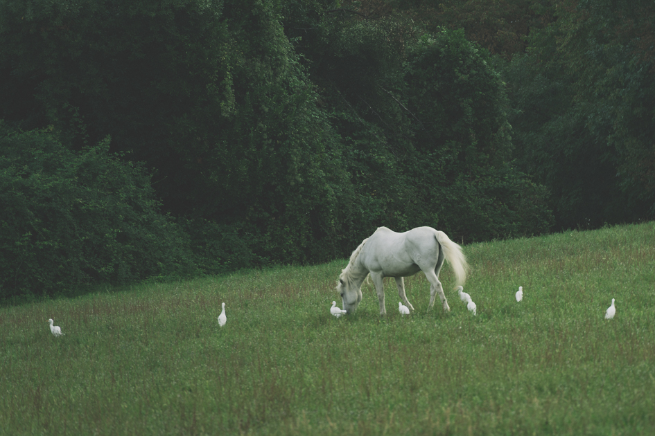 Un cavallo bianco pascola in un prato verde, circondato da diversi uccelli bianchi, con una fitta vegetazione alberata sullo sfondo.