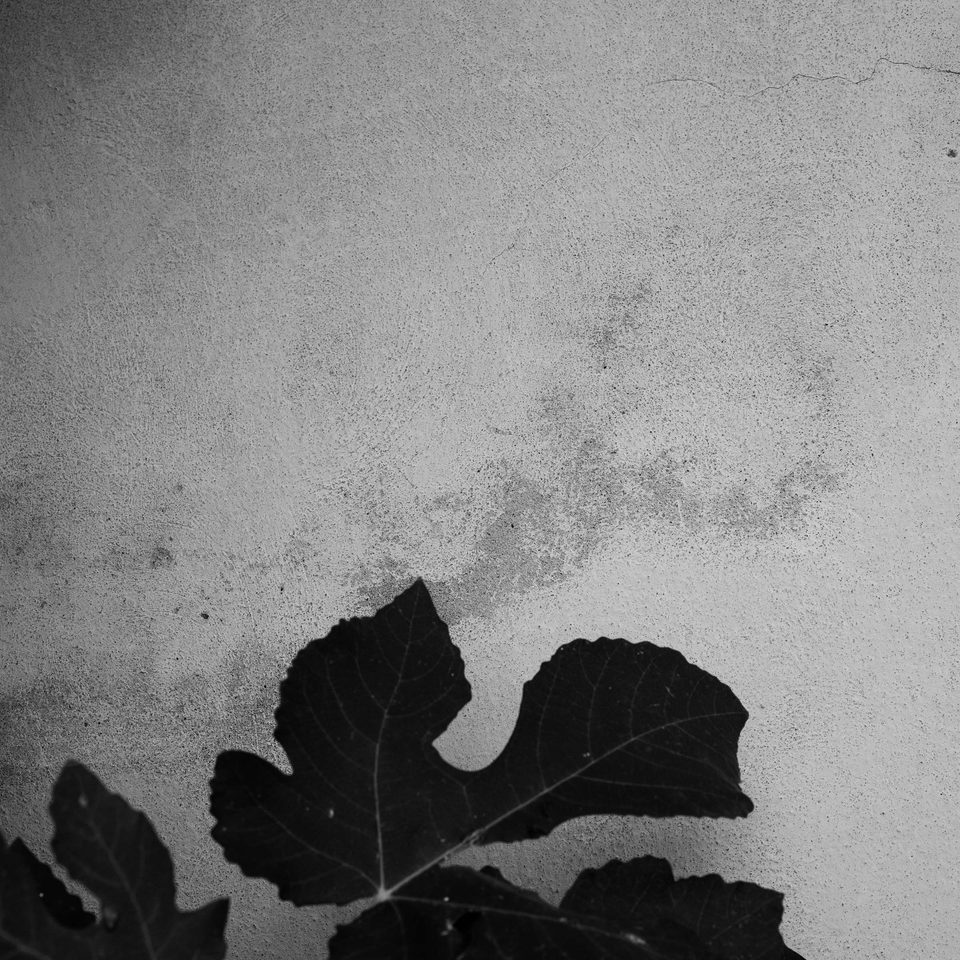 Foglie scure di fico in primo piano nella parte inferiore, davanti a una parete con intonaco chiaro e irregolare.