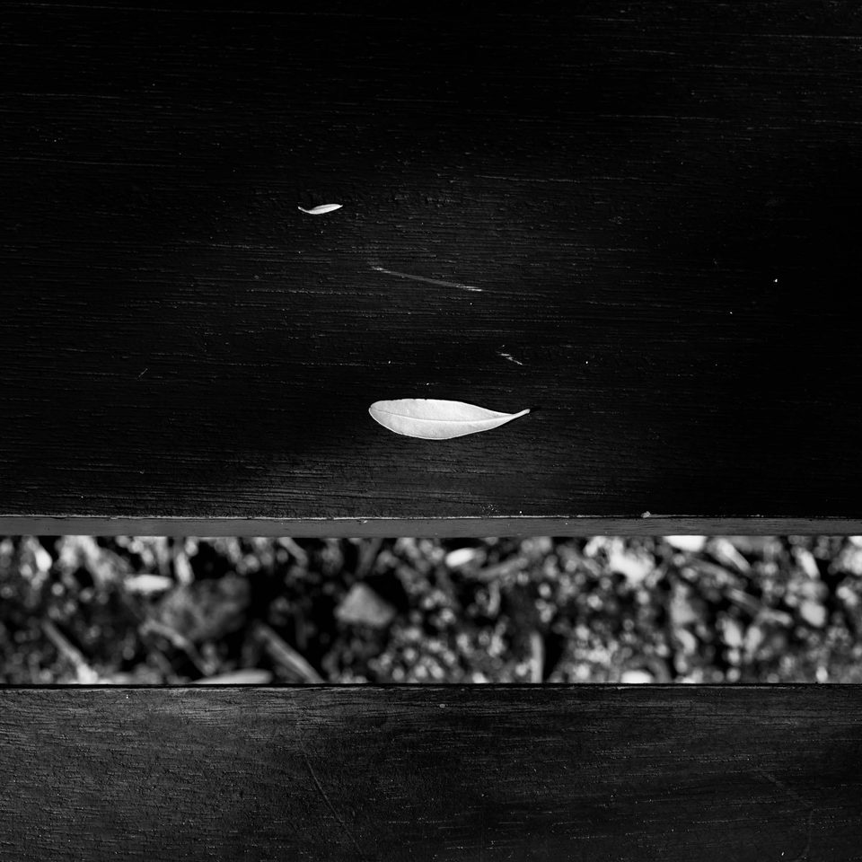 Foglia chiara posata su una superficie scura di legno, con una fessura che mostra il terreno sottostante in bianco e nero.