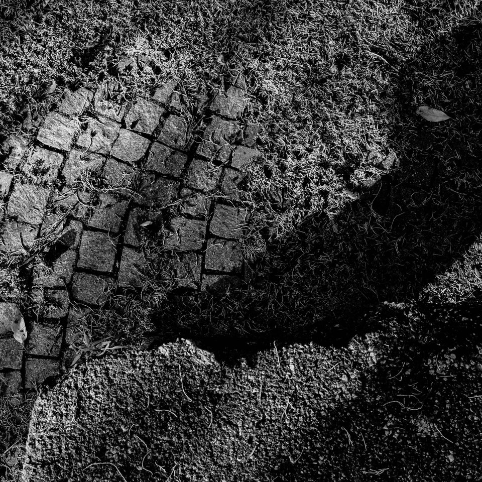 Primo piano in bianco e nero di un tratto di pavimentazione in pietra parzialmente coperto di erba e aghi di pino.